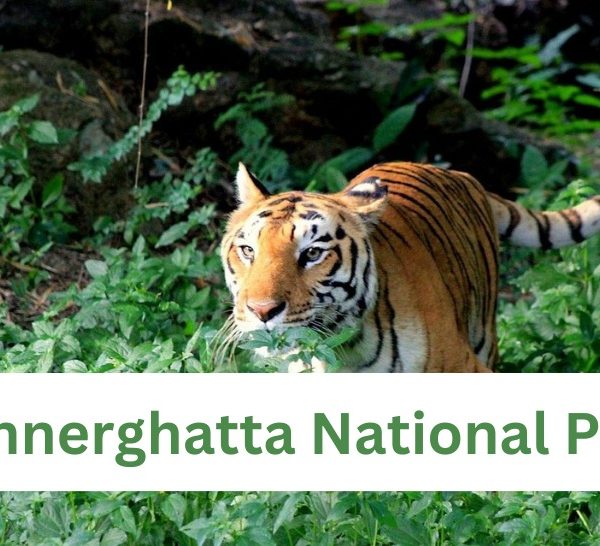 Bannerghatta National Park