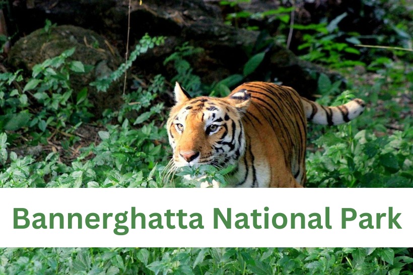 Bannerghatta National Park